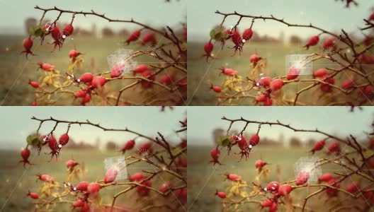数字抽象的玫瑰果自然复杂性概念高清在线视频素材下载