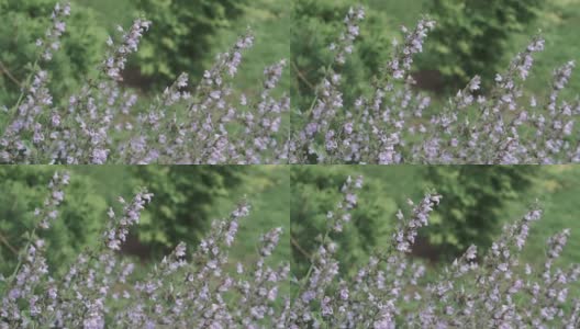 花园里的紫色花朵高清在线视频素材下载