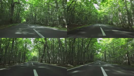 Driving the green forest road高清在线视频素材下载