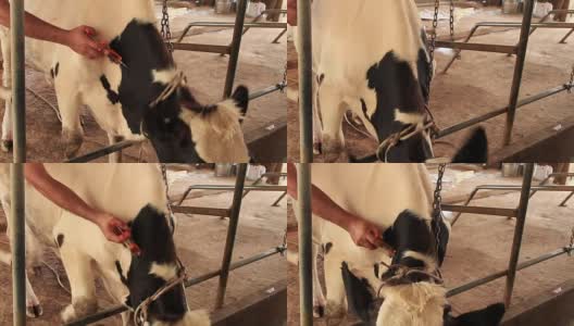 在本地农场，农民在给新生母牛后给母牛注射高清在线视频素材下载