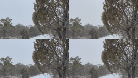 吹树暴风雪暴风雪在狂风科罗拉多冬季降雪在山脉沙漠和河流极端天气条件视频系列高清在线视频素材下载