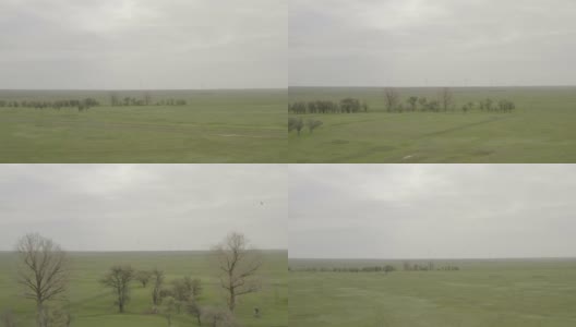 在春天的田野上飞翔。鸟瞰图的新鲜小麦幼苗在田间。4K, 10bit, DJI DLog-M配置文件高清在线视频素材下载