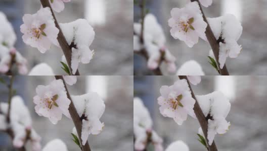 粉红色的花盛开的桃树在春天的雪。高清在线视频素材下载