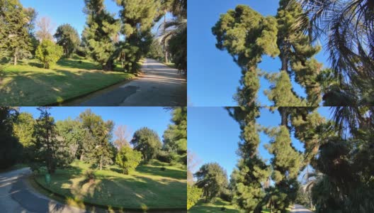 那不勒斯——皇家植物园中卡纳里松的垂直全景图高清在线视频素材下载