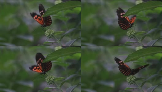 蝴蝶HD 1080高清在线视频素材下载