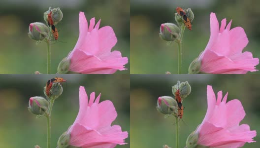 昆虫在粉红色的花上繁殖高清在线视频素材下载
