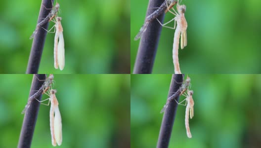 从幼虫中出现的蜻蜓高清在线视频素材下载