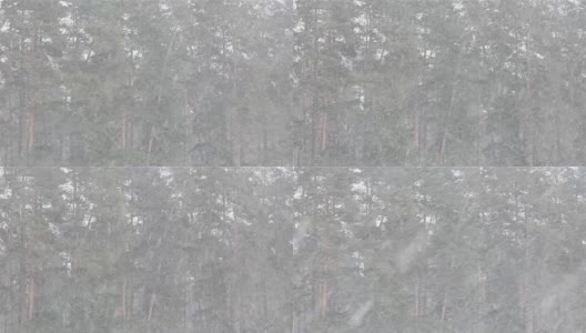 松林的背景上飘着雪花。高清在线视频素材下载