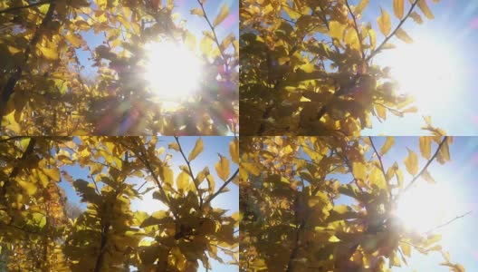 秋叶间的阳光高清在线视频素材下载