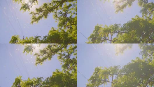 蜂群嗡嗡飞过树枝高清在线视频素材下载