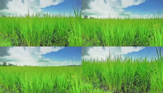 Paddy field in Northern of Thailand, crane shot高清在线视频素材下载