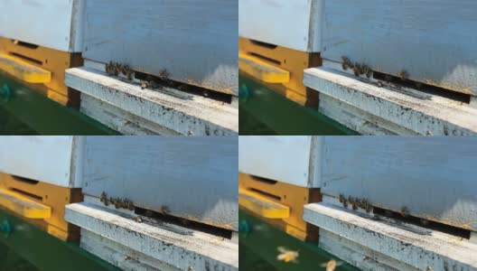 蜂箱里的蜜蜂高清在线视频素材下载