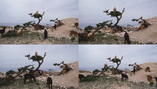 在阿甘树上吃阿甘坚果的摩洛哥山羊高清在线视频素材下载