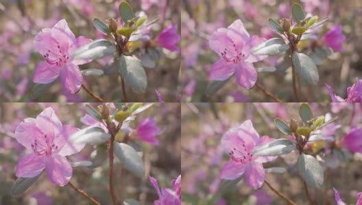 春天紫花的特写高清在线视频素材下载