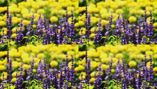 盛开的田野里，紫色的花朵和黄色的花朵模糊了背景。高清在线视频素材下载
