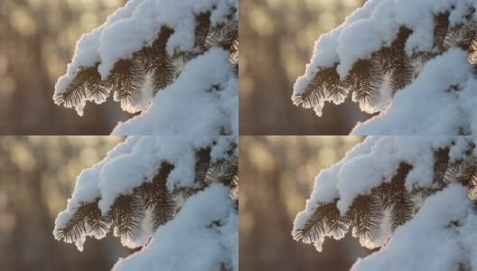 冬季森林——松柏树枝上松软的雪。高清在线视频素材下载