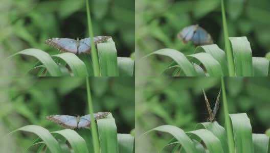 这是一只大闪蝶的惊人特写镜头，它离开了丛林的叶子，飞出了画面高清在线视频素材下载