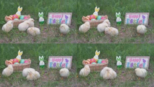 可爱的小鸡走在草地上的复活节彩蛋高清在线视频素材下载