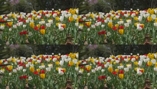 照片中红色、黄色和白色的郁金香在微风中轻轻摇曳高清在线视频素材下载