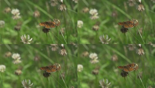 慢镜头:贝母蝶高清在线视频素材下载