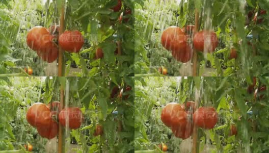 高清慢动作:大雨落在西红柿上高清在线视频素材下载