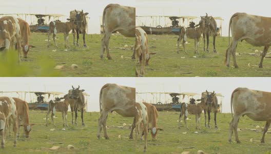 摇摄:日落时在牧场上吃草的牛高清在线视频素材下载