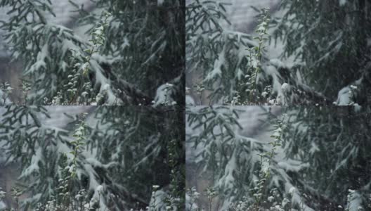 雪花落在树上，冬天的风景高清在线视频素材下载