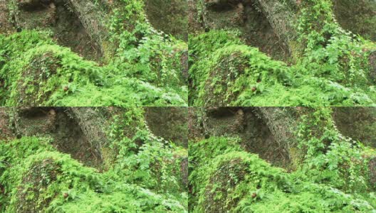 雨中植物在树上(视频)高清在线视频素材下载