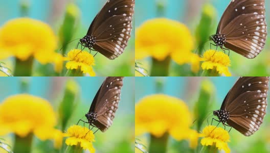 蝴蝶高清在线视频素材下载