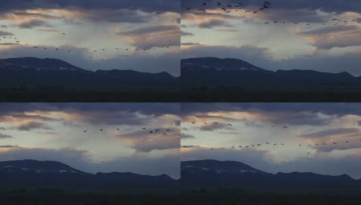 高清视频沙丘鹤飞过科罗拉多山的日落高清在线视频素材下载