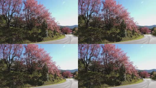 樱花的花高清在线视频素材下载