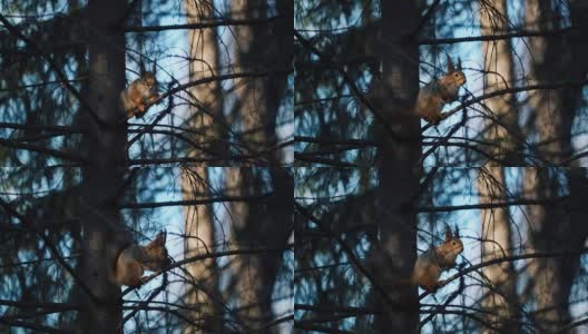 森林里的松鼠高清在线视频素材下载