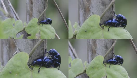 蓝乳草甲虫或紫乳草甲虫高清在线视频素材下载