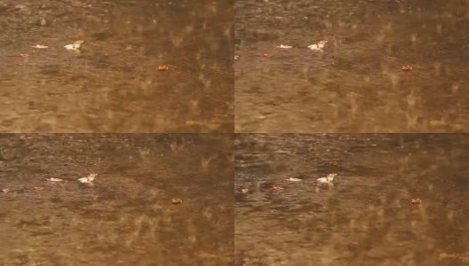 泰国雨季的雨滴(淘金镜头)高清在线视频素材下载