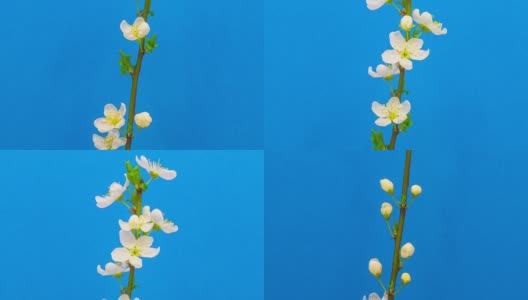 在一个时间流逝的电影里，野梅花在蓝色的背景下绽放。在移动的时间流逝中生长的樱桃。高清在线视频素材下载