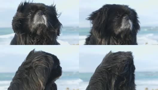 在强风中，漂亮的长毛狗的口吻(慢动作)高清在线视频素材下载