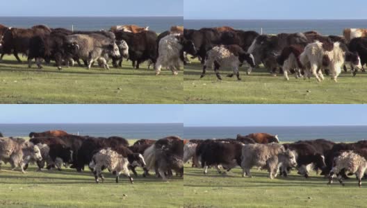 放牧在牧场上的一群牦牛、奶牛和发出呼噜声的公牛。高清在线视频素材下载