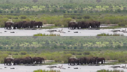 南非克鲁格国家公园的非洲丛林象高清在线视频素材下载
