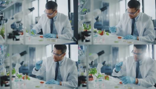 穿着安全眼镜的英俊男性微生物学家，用镊子检查西红柿的种子腔，并将样本放入盘中。在现代食品科学实验室工作的医学科学家。高清在线视频素材下载