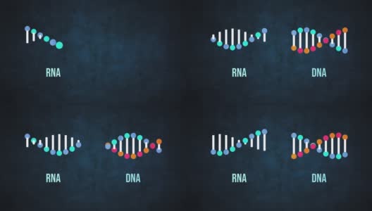 遗传DNA和RNA结构-腺嘌呤，胸腺嘧啶，鸟嘌呤，胞嘧啶高清在线视频素材下载