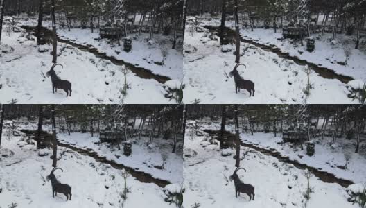 白雪皑皑的河流，森林和河流在冬日里，空中飘雪的河流高清在线视频素材下载