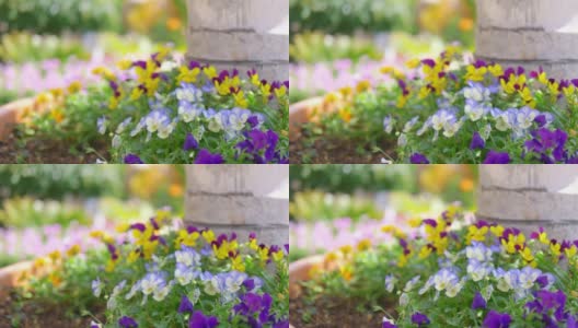 热带花园里五颜六色的三色堇，4k慢镜头60fps高清在线视频素材下载