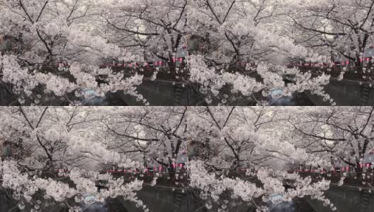 河边有盛开的樱花高清在线视频素材下载
