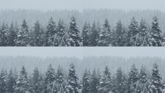 冬天的风景。山上的松树被厚厚的白雪覆盖的特写镜头。下雪。高清在线视频素材下载