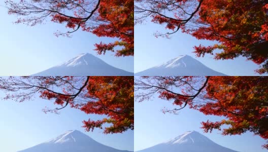 秋季和富士山红叶枫树在川口湖高清在线视频素材下载