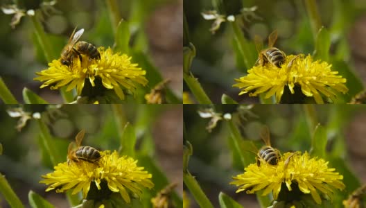 蒲公英上的蜜蜂高清在线视频素材下载