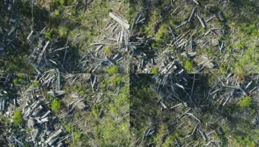 从上到下鸟瞰森林砍伐树桩高清在线视频素材下载