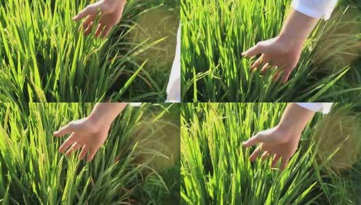 手触摸在绿色的稻田背景，巴厘岛，印度尼西亚。近距离高清在线视频素材下载