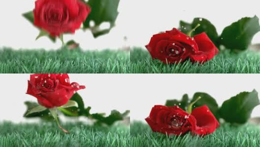 红色的玫瑰落在绿色的地上高清在线视频素材下载
