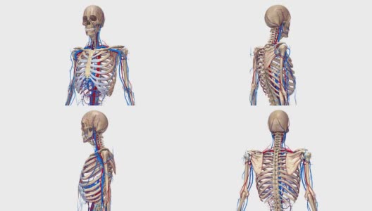 有动脉和静脉的半骨架高清在线视频素材下载